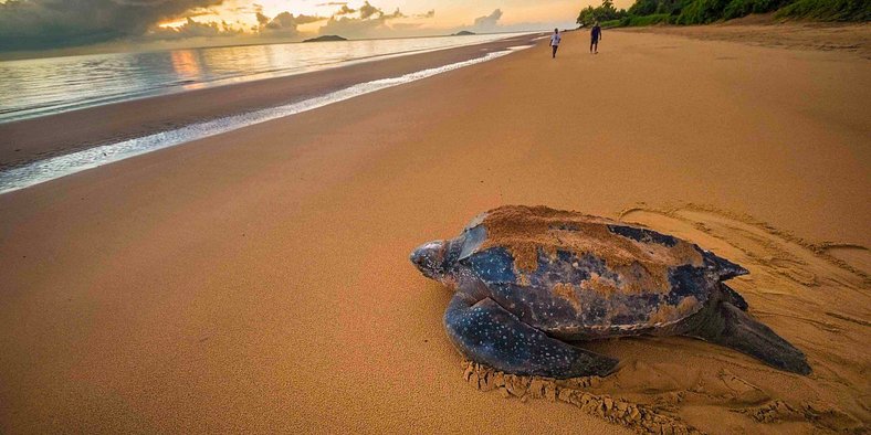 Chalé de Madeira A no Coração da Natureza